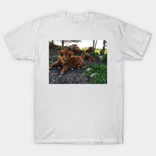 Scottish Highland Cattle Calves 1764 T-Shirt